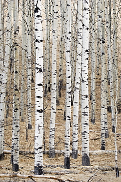 Alberta, Canada, White Aspens In A Forest