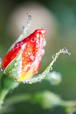 Water Drops On A Closed Tulip