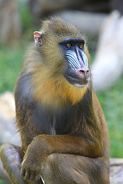 Buenos Aires, Argentina, Mandrill (Mandrillus Sphinx), From Nigeria And Congo, In The Palermo Zoological Gardens