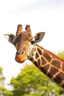 Buenos Aires, Argentina, Giraffe (Giraffa Camelopardalis) In Palermo Zoological Gardens