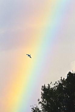 Hawaii, United States Of America, Red-Footed Booby (Sula Sula) In Flight With Rainbow Background