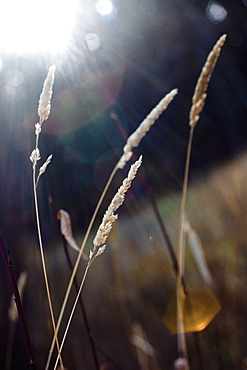 Spruce Grove, Alberta, Canada, Wheat Grass In The Sunlight