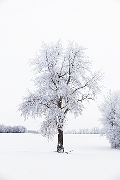 Parkland County, Alberta, Canada, A Tree And Field Covered In Snow