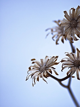 Flowers On A Stem Against A Blue Sky