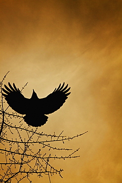 A Crow Flies By A Tree Under A Sunset Sky, Vancouver, British Columbia, Canada