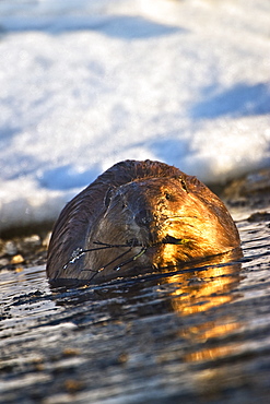 Beaver Swimming In Water With A Branch In It's Mouth In Early Spring In Elk Island National Park, Alberta, Canada