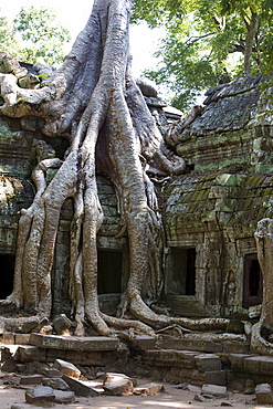 Tree Roots Covering Temple Ruins In The Ancient City Of Angkor Wat, Northwestern Cambodia