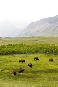 Buffalo (Bison Bison) In Rocky Mountain Foothills, Waterton Lakes National Park, Alberta, Canada.