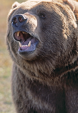 Captive Kodiak Grizzly Bear