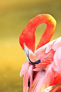 Caribbean Flamingo (Phoenicopterus Rube) At The San Diego Zoo, San Diego California United States Of Americ