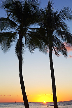 Silhouette of palm trees and the sun setting over the pacific ocean, Oahu hawaii united states of america