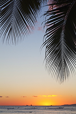 Silhouette of a palm frond and the sun setting over the pacific ocean, Oahu hawaii united states of america