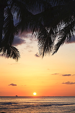 Glowing sunset with silhouette of palm fronds on the shore, Honolulu hawaii united states of america