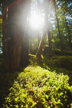 Sunlight streaming through cedar trees in a mossy forest, British columbia, canada