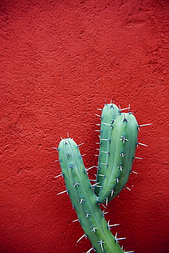 Cactus against a red wall, San miguel de allende guanajuato mexico