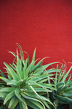 Cactus against a red wall, San miguel de allende guanajuato mexico