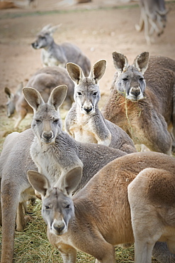 Kangaroos, Waga waga australia