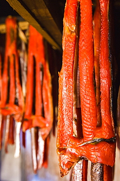 Sockeye salmon from the kvichak river that has been stripped and hung to dry and smoke hang in a large smokehouse, Igiugig bristol bay alaska united states of america