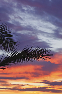 Palm Fronds Silhouetted Against Sunrise, Spain