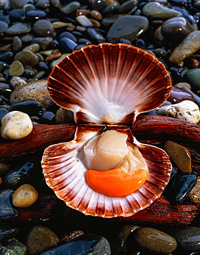 Scallop Shellfish