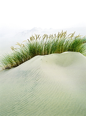 Grass On The Sand Dunes With Fog Reducing Visibility In The Distance, Reedsport, Oregon, United States Of America