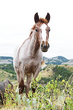 Wild Horse In Theodore Roosevelt National Park, North Dakota, United States Of America