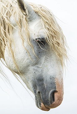 Portrait Of A White Wild Horse In Theodore Roosevelt National Park, North Dakota, United States Of America