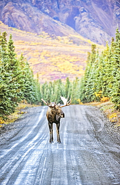 A Bull Moose Stands In The Middle Of Denali Park Road, In Denali National Park And Preserve, With The Mountains In The Background In Autumn, Alaska, United States Of America