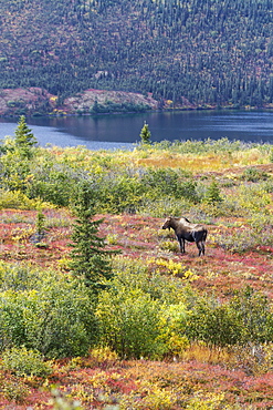 View Of A Cow Moose (Alces Alces) Near Wonder Lake In Colourful Fall Foliage, Denali National Park, Alaska, United States Of America