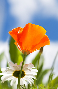 A Poppy And Daisies Bloom In The Garden, Astoria, Oregon, United States Of America