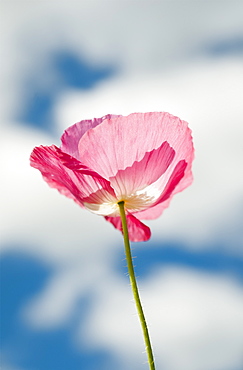 A Pink Poppy Reaches For The Clouds, Astoria, Oregon, United States Of America