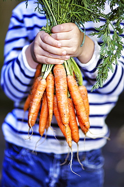 Young Boy Holding A Bunch Of Organic Carrots, Montreal, Quebec, Canada