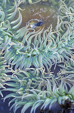 A Green Sea Anemone, Oregon, United States Of America