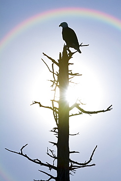 Silhouette Of A Bird Sitting On The Top Of A Dead Tree With A Rainbow Over It's Head