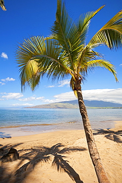 Palm Tree With West Maui Mountains In Distance, Kihei, Maui, Hawaii, United States Of America