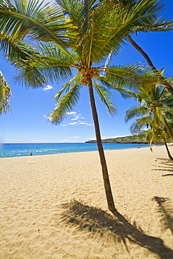 Palm Tree On Hulopoe Beach, Manele Bay, Lanai, Hawaii, United States Of America