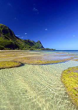 Coral Under The Surface Of The Shallow Water Off Tunnels Beach, Kauai, Hawaii, United States Of America