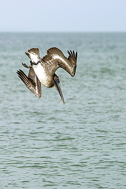 Brown Pelican (Pelecanus Occidentalis) Diving Into The Water, Lover's Key State Park, Florida, United States Of America