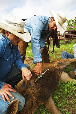 Livestock - A cowboy inoculates a beef calf with a syringe while two other cowboys hold the calf down during branding operations / near Childress, Texas, USA.