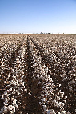 Agriculture - Large field of mature defoliated high-yield stripper cotton at harvest stage in Autumn. This crop has a yield potential of 3 to 4 bales per acre / West Texas, USA.