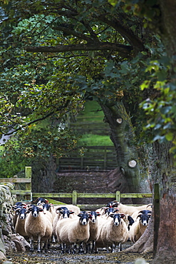 Flock Of Sheep Standing Under A Tree, Northumberland, England