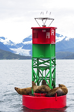 Steller Sea Lions (Eumetopias Jubatus) Resting On A Channel Marker In Lynn Canal, Southeast Alaska, Alaska, United States Of America