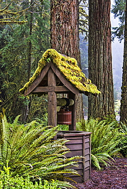 Water Well, Olympic National Forest, Washington, United States Of America