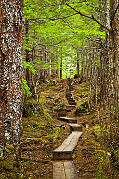 A Boardwalk Through The Mossy Rainforest, Gavan Hill Trail, Sitka, Alaska, United States Of America