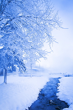 Frosted Trees By The Hot Springs, Chena Hot Springs Resort, Fairbanks, Alaska, United States Of America