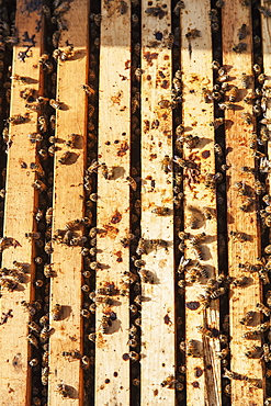 Busy Honey Bees In A Langstroth Hive Box, Toronto, Ontario, Canada