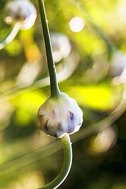 Garlic Flowerbud Or Scape, Toronto, Ontario, Canada