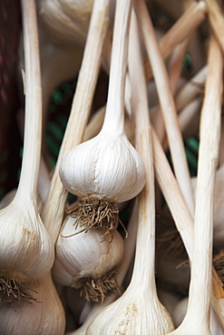 Large Clean Organically Grown Hardneck Garlic Bulbs, Ontario, Canada