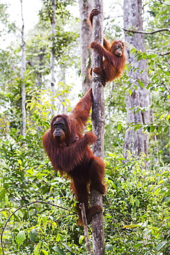 Female And Juvenile Bornean Orangutan (Pongo Pygmaeus) At Camp Leaky, Tanjung Puting National Park, Central Kalimantan, Borneo, Indonesia