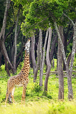 Giraffe Eating Tree Leaves, Located At The Serengeti Plains, Tanzania